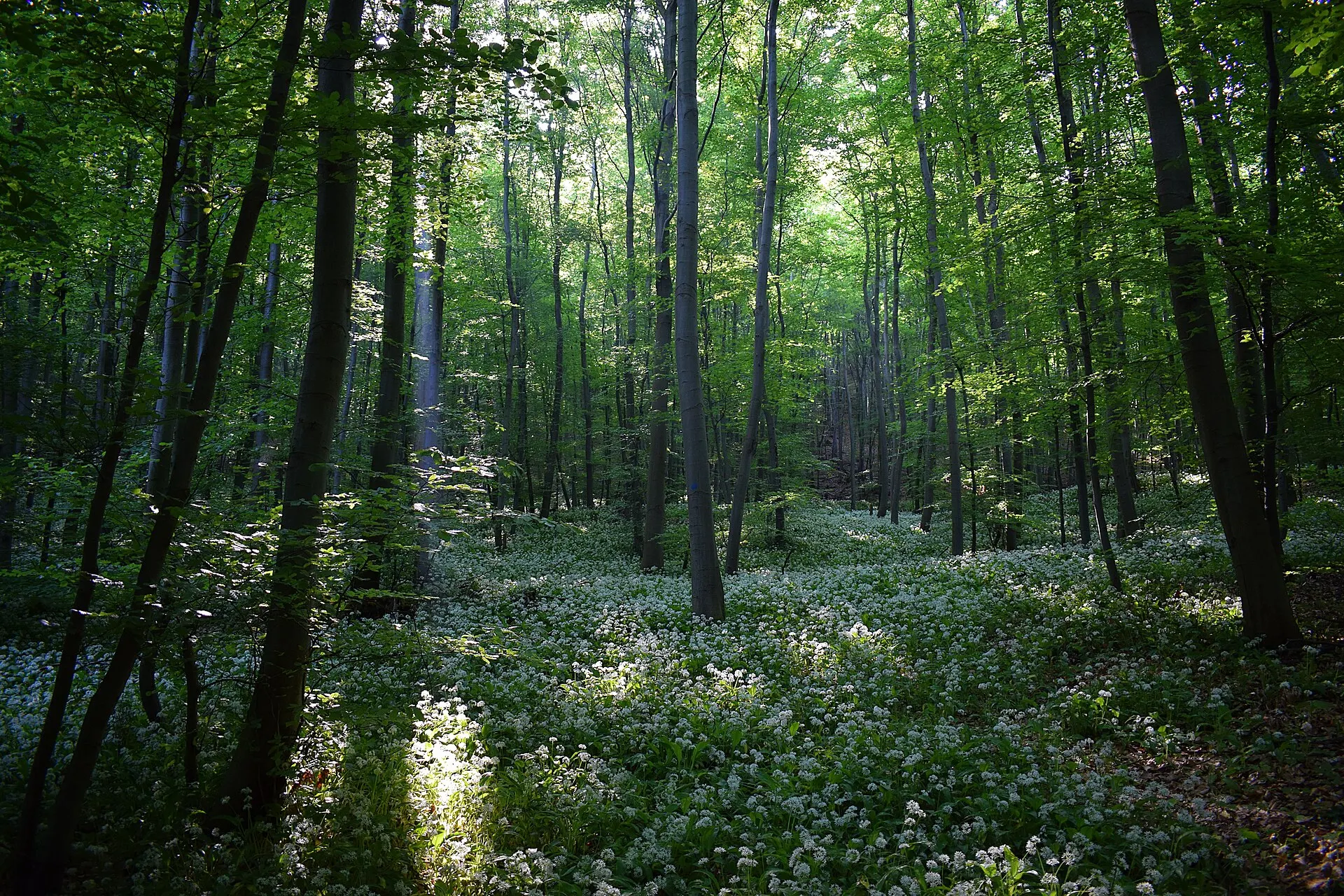 Buchenwald mit Bärlauch im Höhenzug Elm bei Helmstedt in Niedersachsen