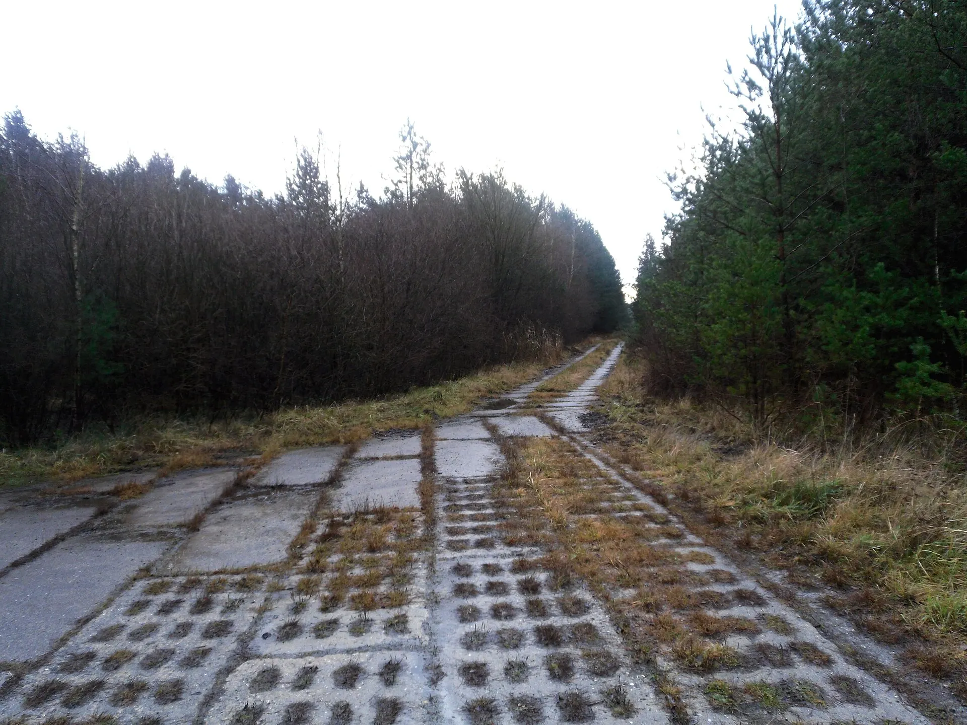 Junger Mischwald im Lappwald bei Helmstedt entlang des ehemaligen Grenz-Kolonnenwegs